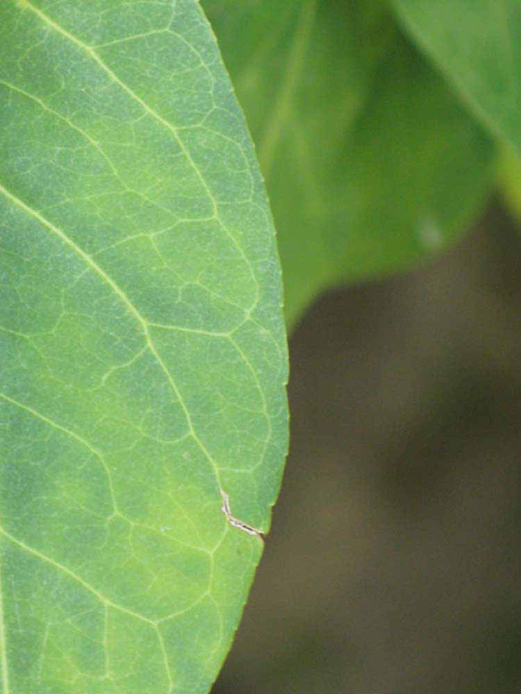             Margin (Nigerian Powder Flask, Winter Haven, FL)   